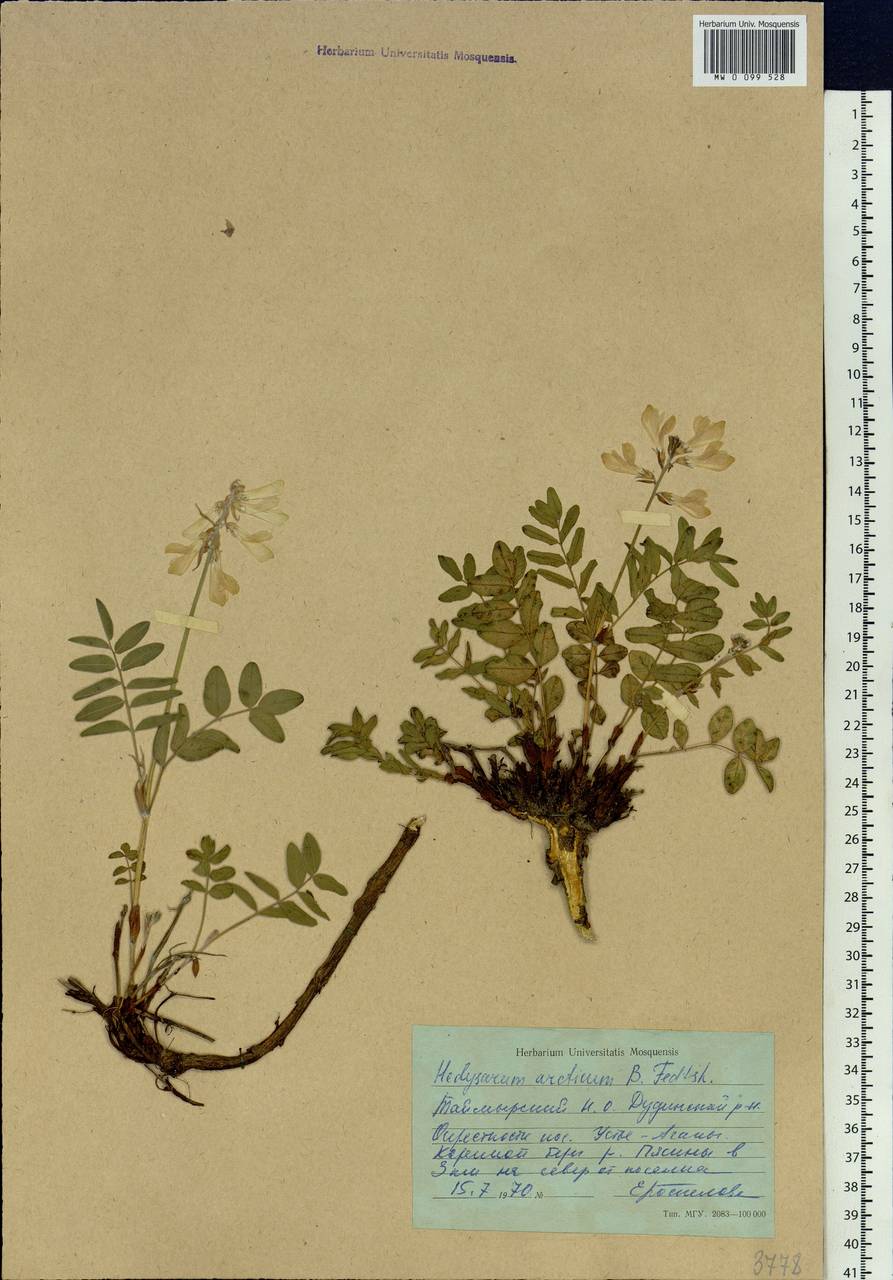 Hedysarum hedysaroides subsp. arcticum (B.Fedtsch.)P.W.Ball, Siberia, Central Siberia (S3) (Russia)