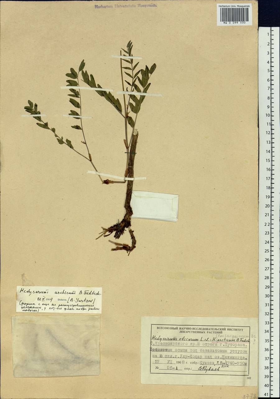 Hedysarum hedysaroides subsp. arcticum (B.Fedtsch.)P.W.Ball, Siberia, Central Siberia (S3) (Russia)