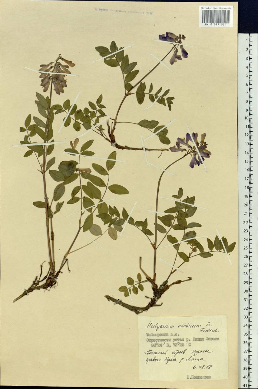 Hedysarum hedysaroides subsp. arcticum (B.Fedtsch.) P.W.Ball, Siberia, Central Siberia (S3) (Russia)
