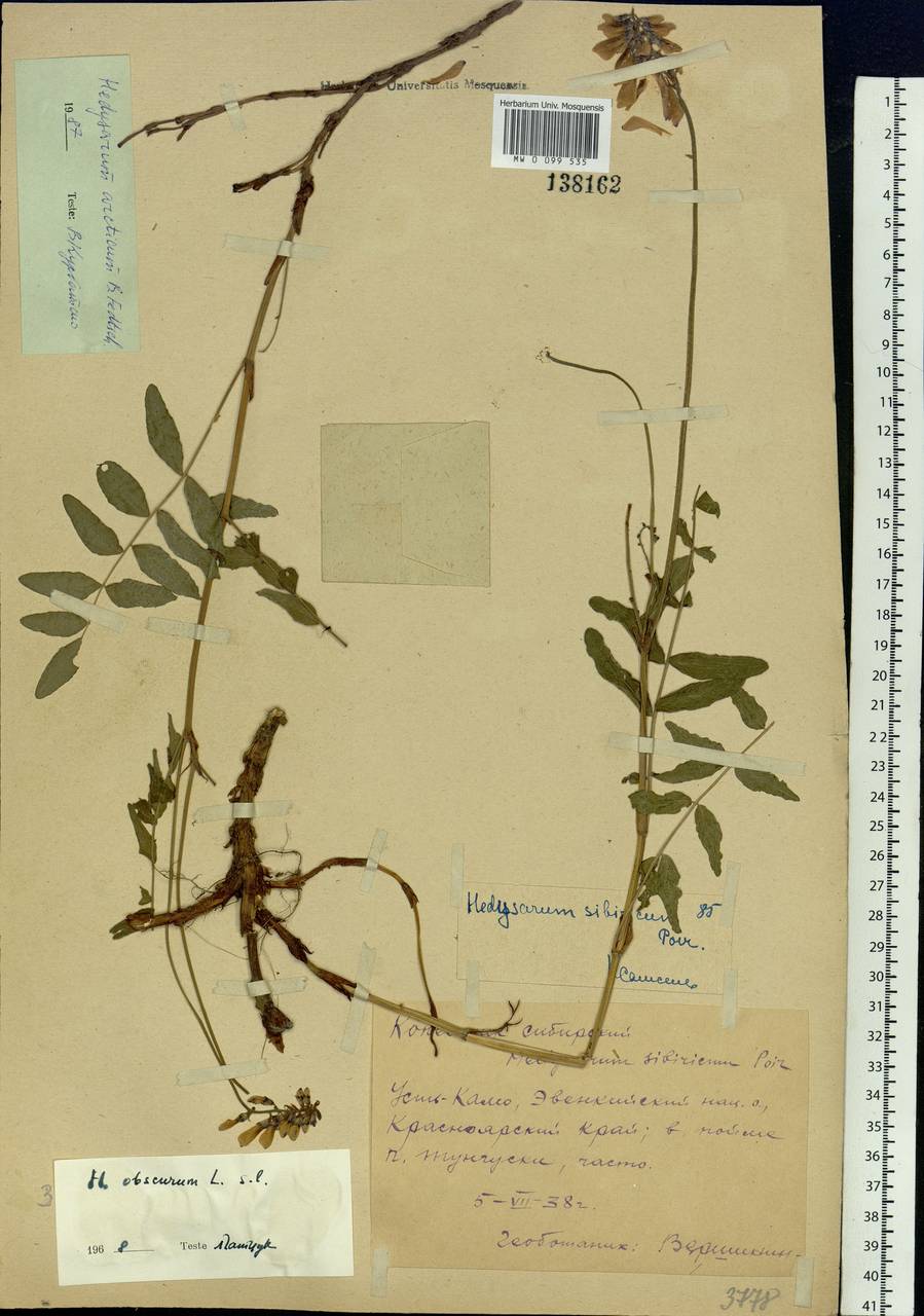Hedysarum hedysaroides subsp. arcticum (B.Fedtsch.)P.W.Ball, Siberia, Central Siberia (S3) (Russia)