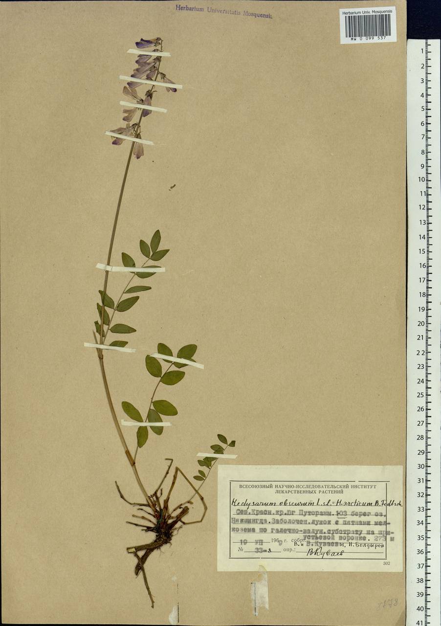 Hedysarum hedysaroides subsp. arcticum (B.Fedtsch.)P.W.Ball, Siberia, Central Siberia (S3) (Russia)