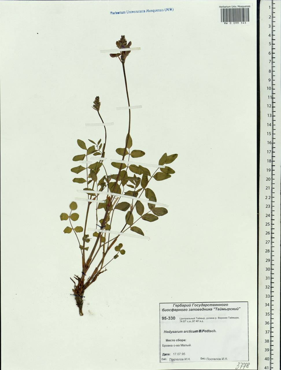 Hedysarum hedysaroides subsp. arcticum (B.Fedtsch.) P.W.Ball, Siberia, Central Siberia (S3) (Russia)
