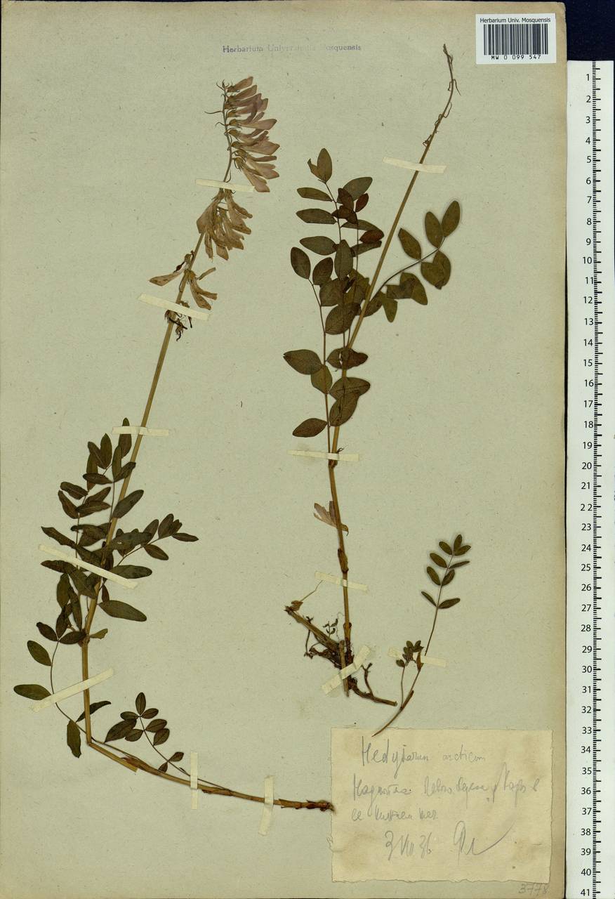 Hedysarum hedysaroides subsp. arcticum (B.Fedtsch.)P.W.Ball, Eastern Europe, Northern region (E1) (Russia)