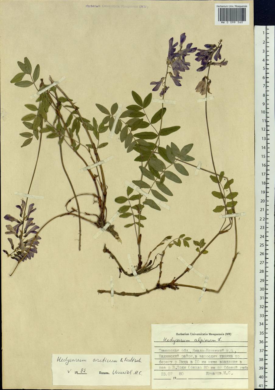 Hedysarum hedysaroides subsp. arcticum (B.Fedtsch.)P.W.Ball, Siberia, Western Siberia (S1) (Russia)