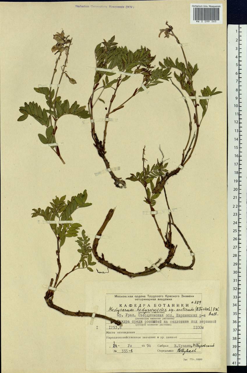 Hedysarum hedysaroides subsp. arcticum (B.Fedtsch.)P.W.Ball, Eastern Europe, Eastern region (E10) (Russia)