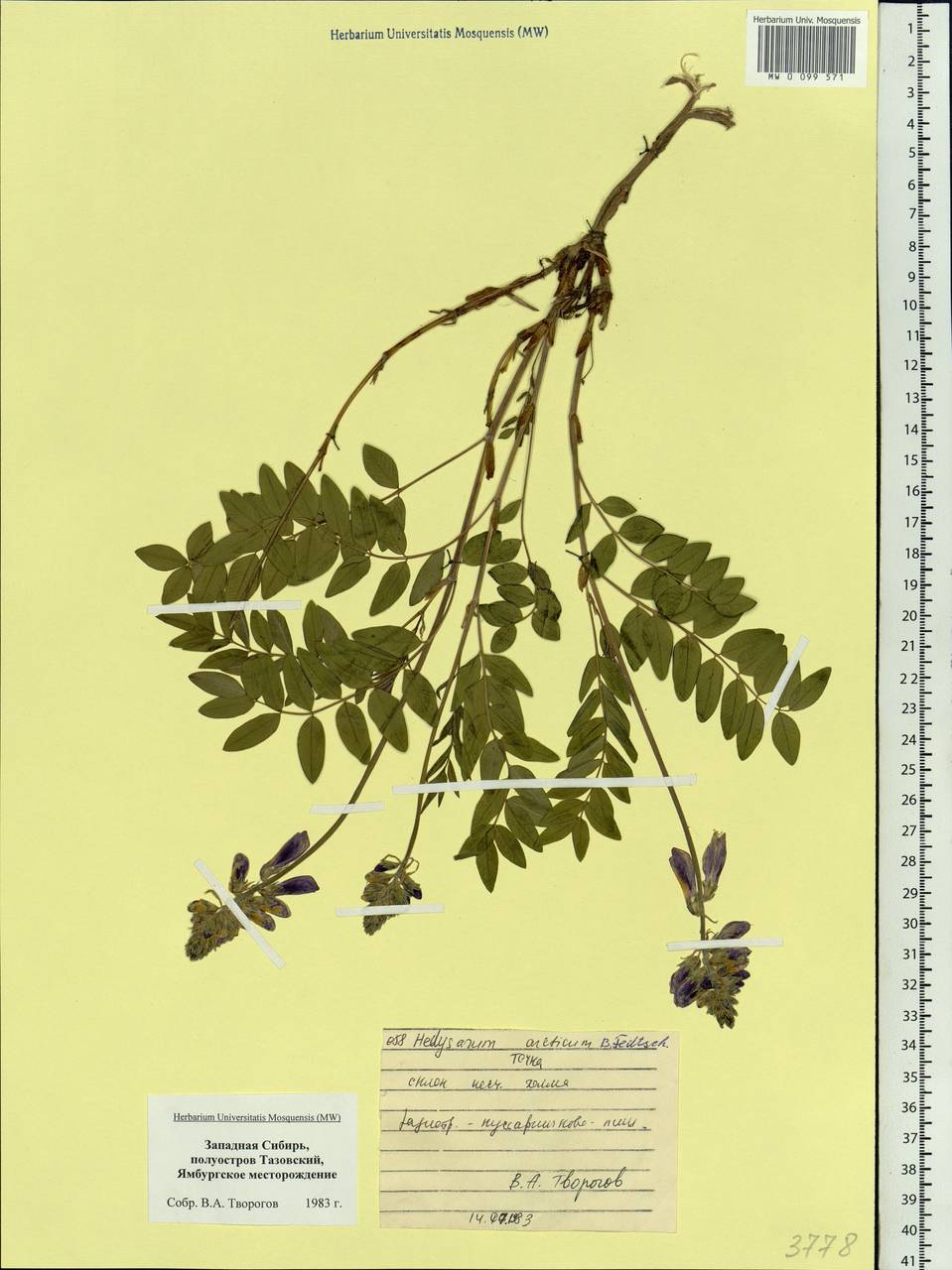 Hedysarum hedysaroides subsp. arcticum (B.Fedtsch.)P.W.Ball, Siberia, Western Siberia (S1) (Russia)