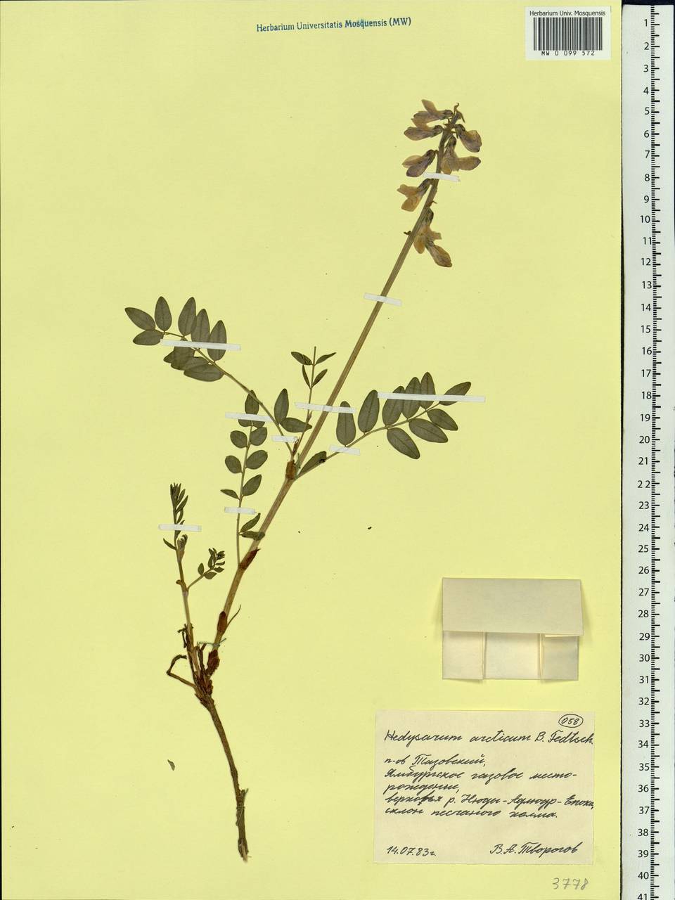 Hedysarum hedysaroides subsp. arcticum (B.Fedtsch.)P.W.Ball, Siberia, Western Siberia (S1) (Russia)