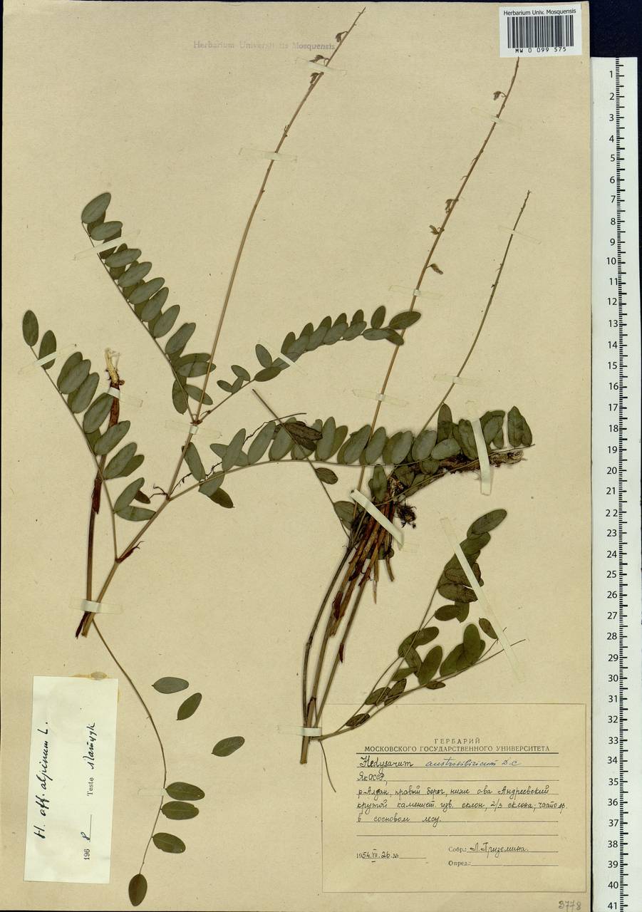 Hedysarum alpinum L., Siberia, Yakutia (S5) (Russia)