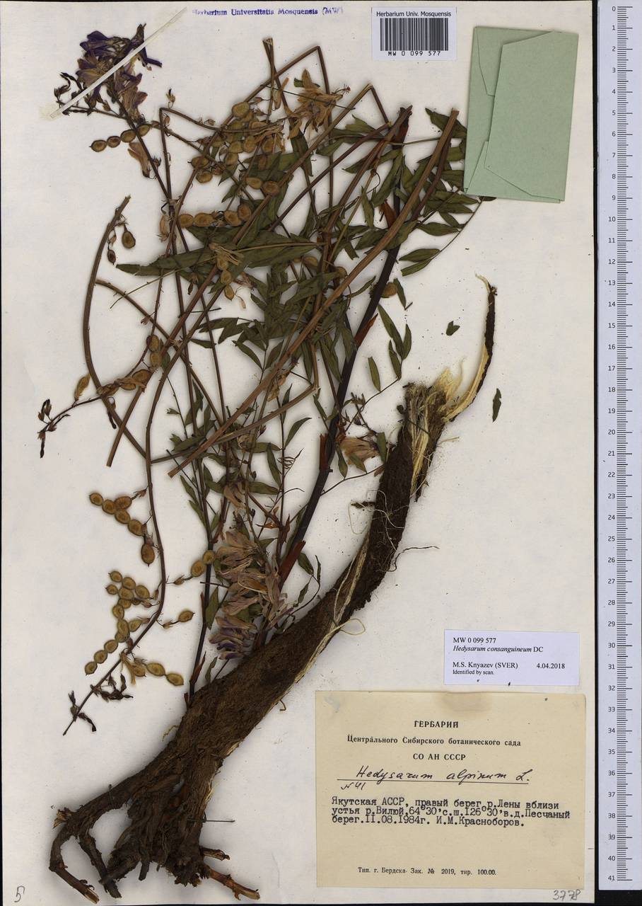 Hedysarum consanguineum DC., Siberia, Yakutia (S5) (Russia)