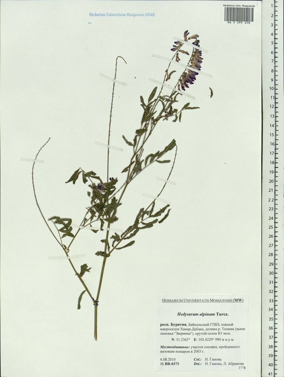 Hedysarum alpinum L., Siberia, Baikal & Transbaikal region (S4) (Russia)