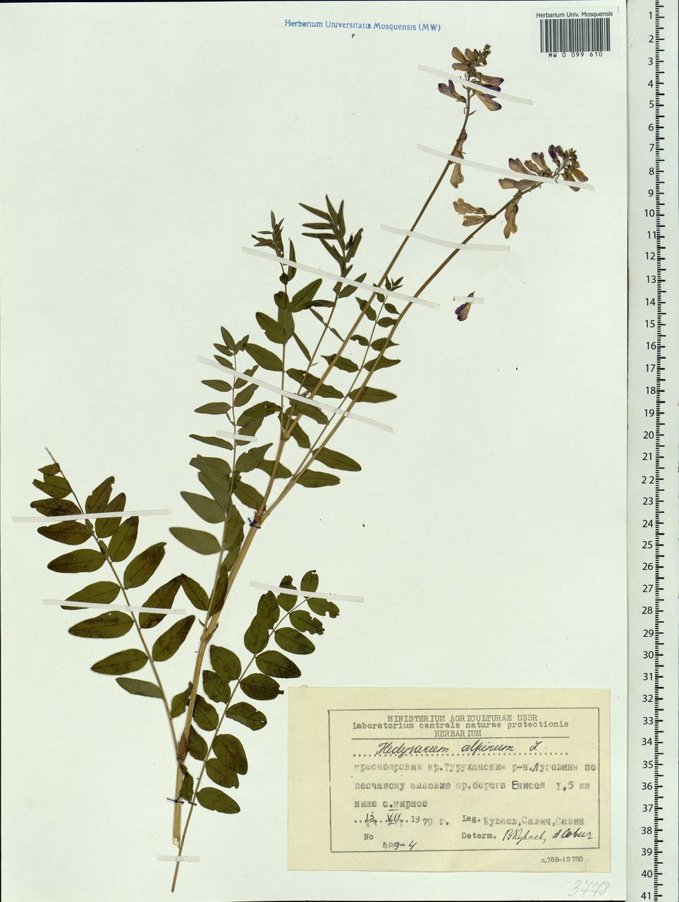 Hedysarum alpinum L., Siberia, Central Siberia (S3) (Russia)