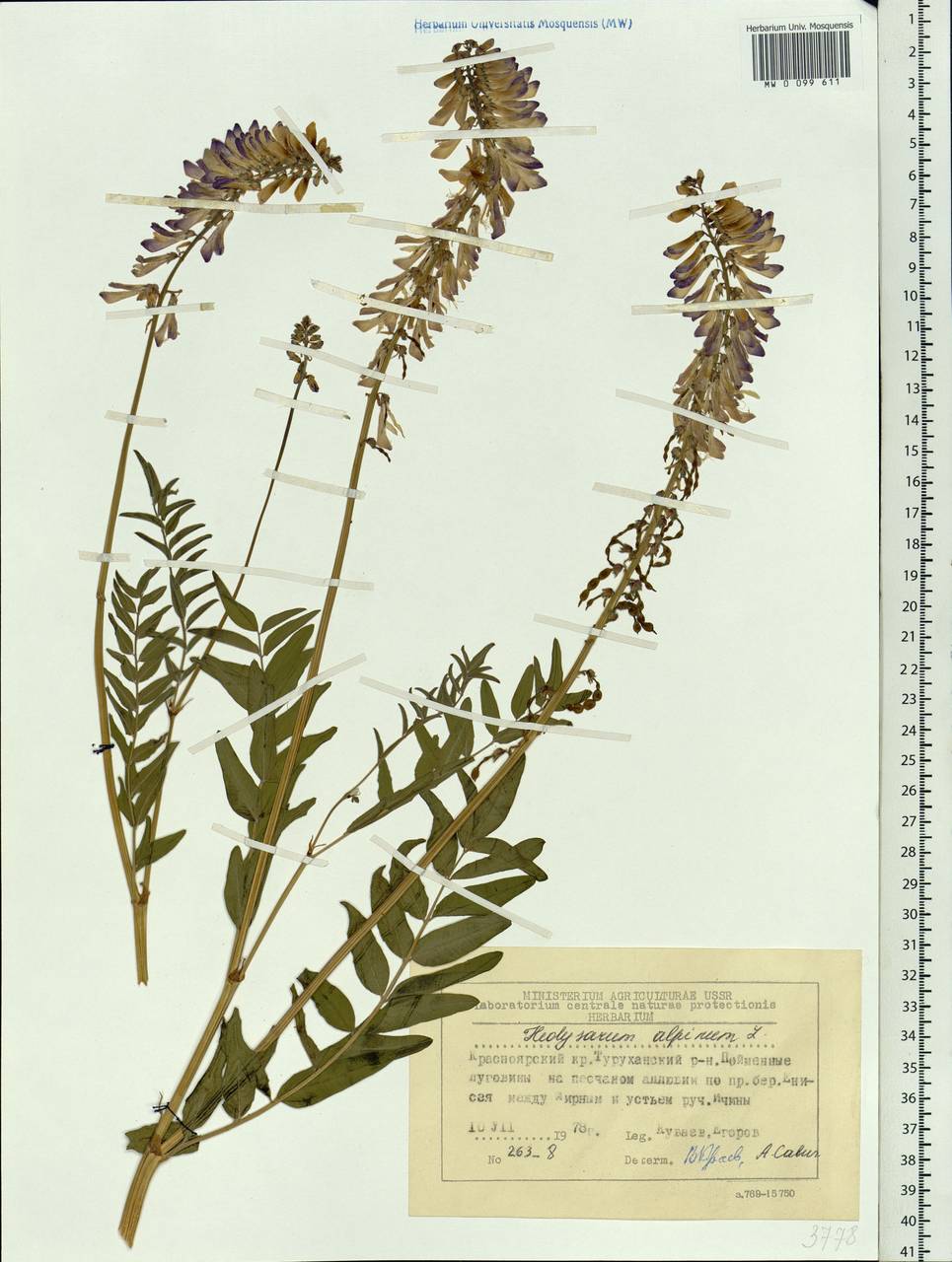 Hedysarum alpinum L., Siberia, Central Siberia (S3) (Russia)