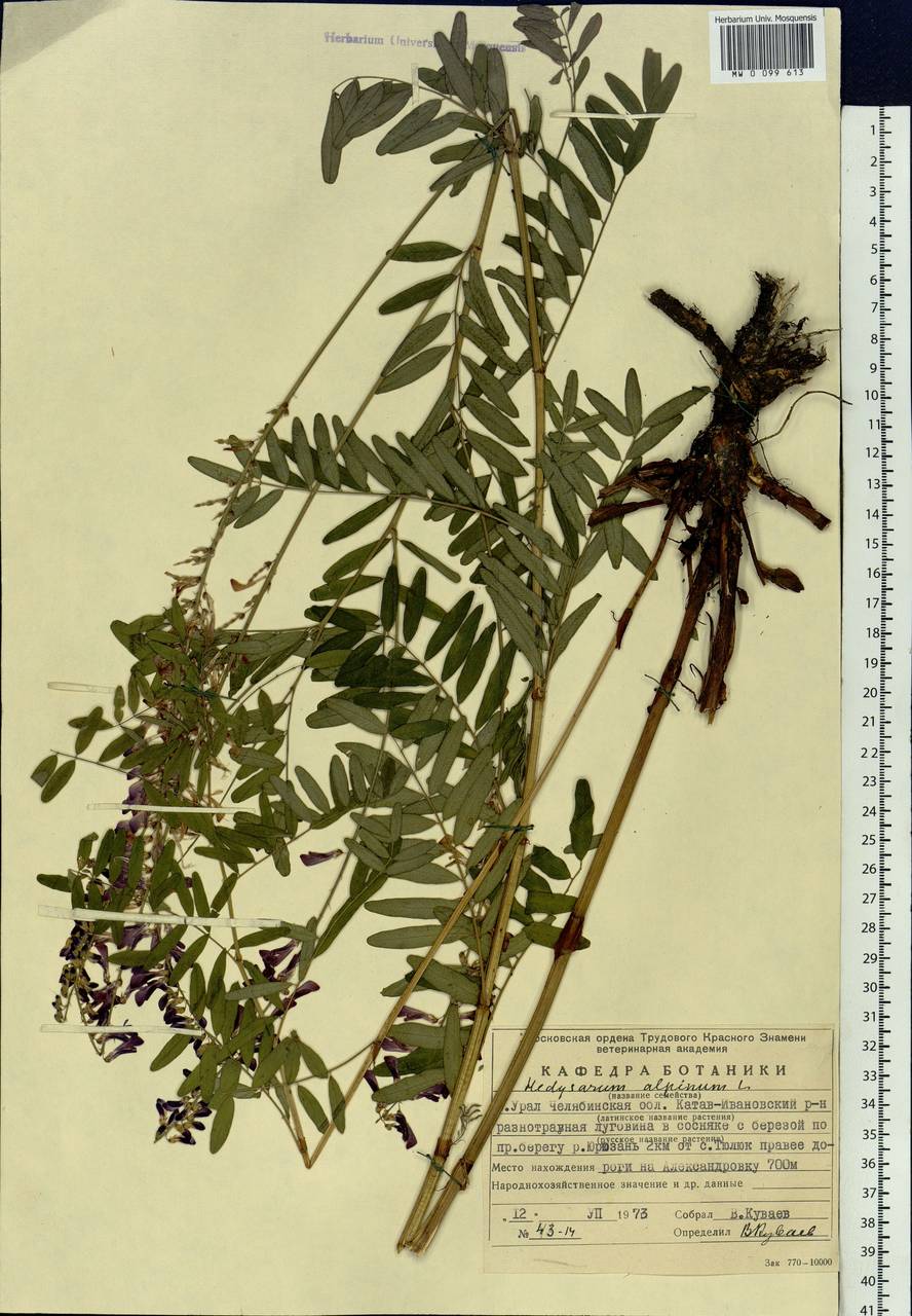 Hedysarum alpinum L., Eastern Europe, Eastern region (E10) (Russia)