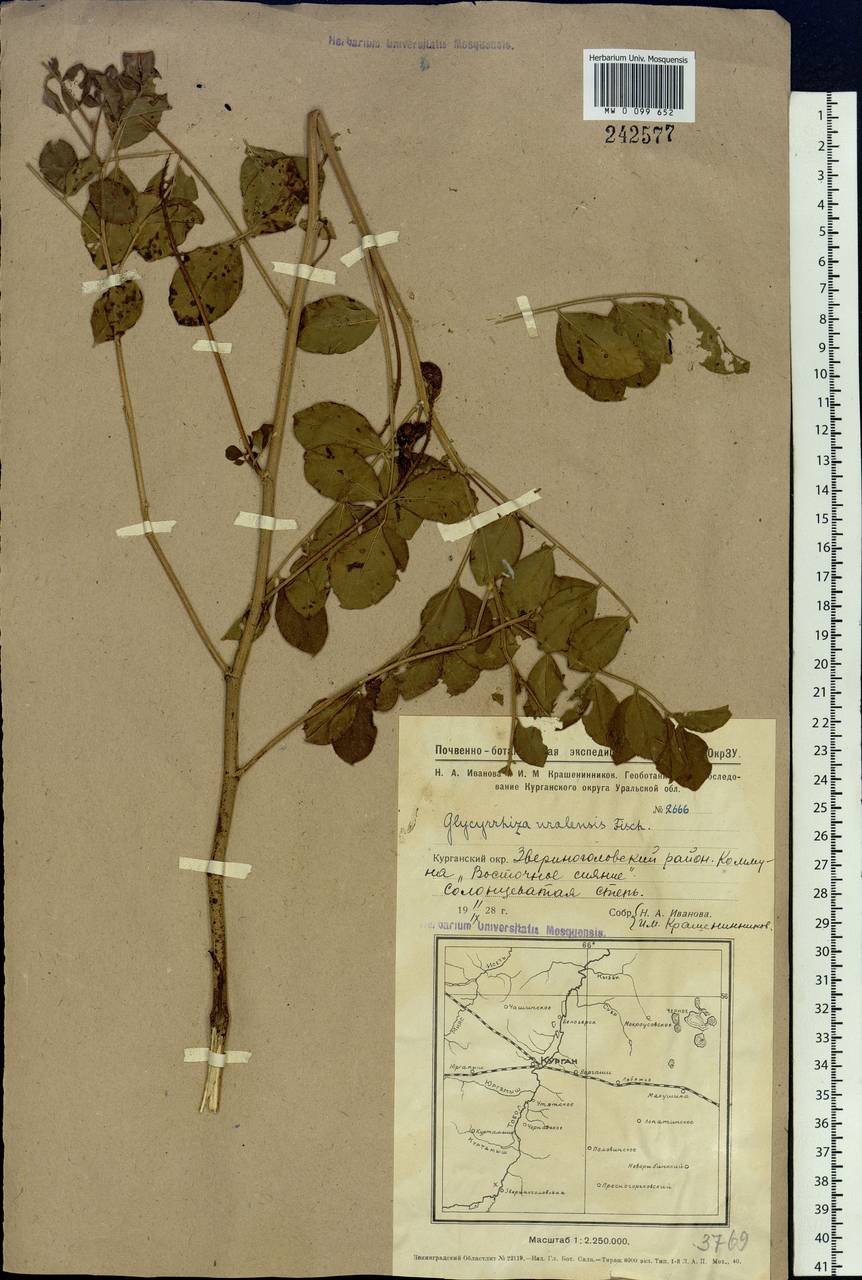 Oxytropis uralensis (L.)DC., Siberia, Western Siberia (S1) (Russia)