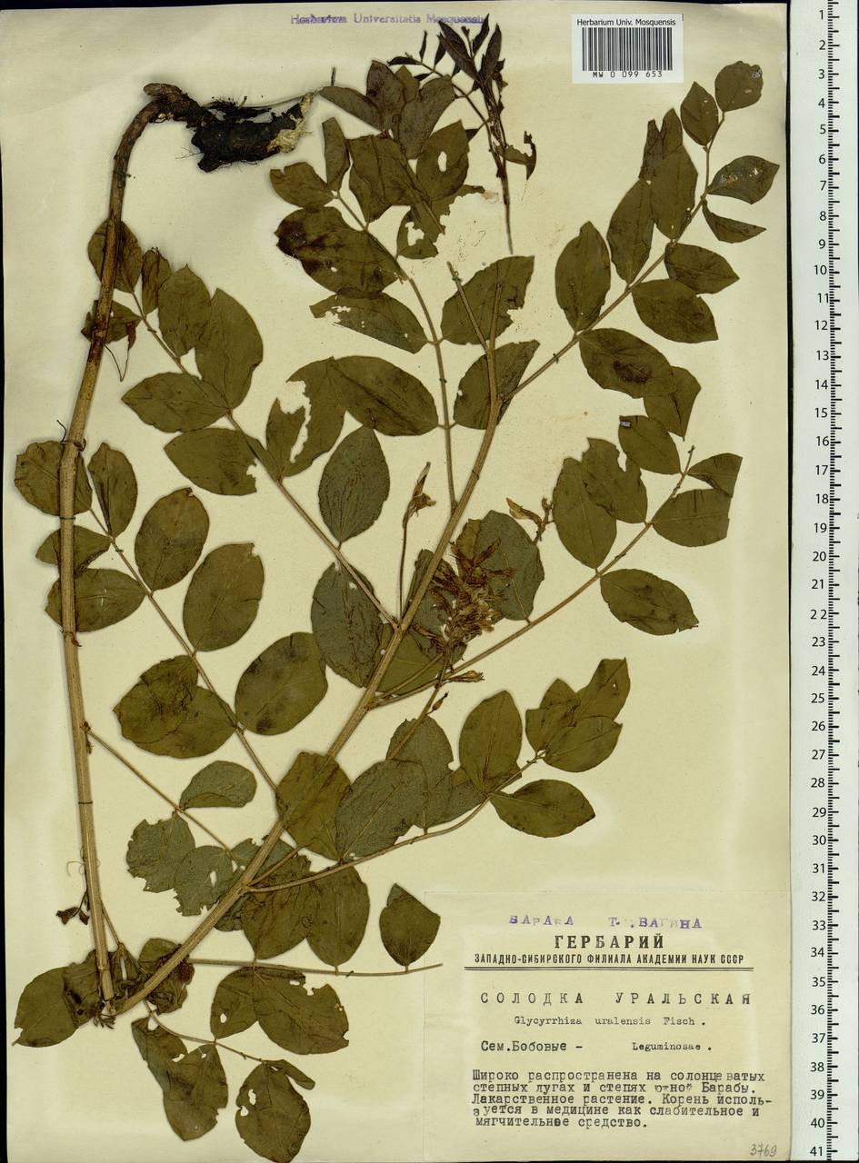 Oxytropis uralensis (L.) DC., Siberia, Western Siberia (S1) (Russia)