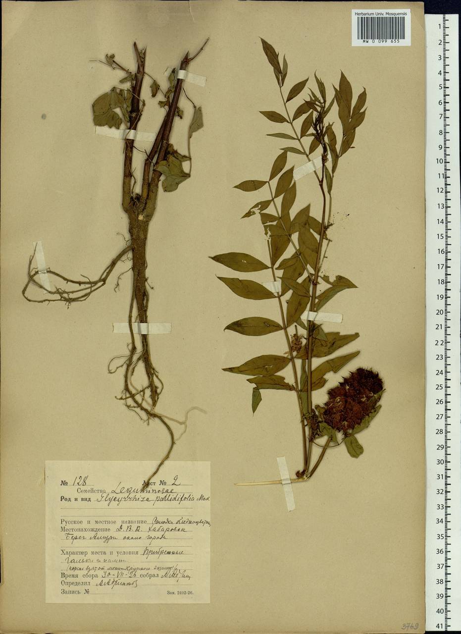 Glycyrrhiza pallidiflora Maxim., Siberia, Russian Far East (S6) (Russia)