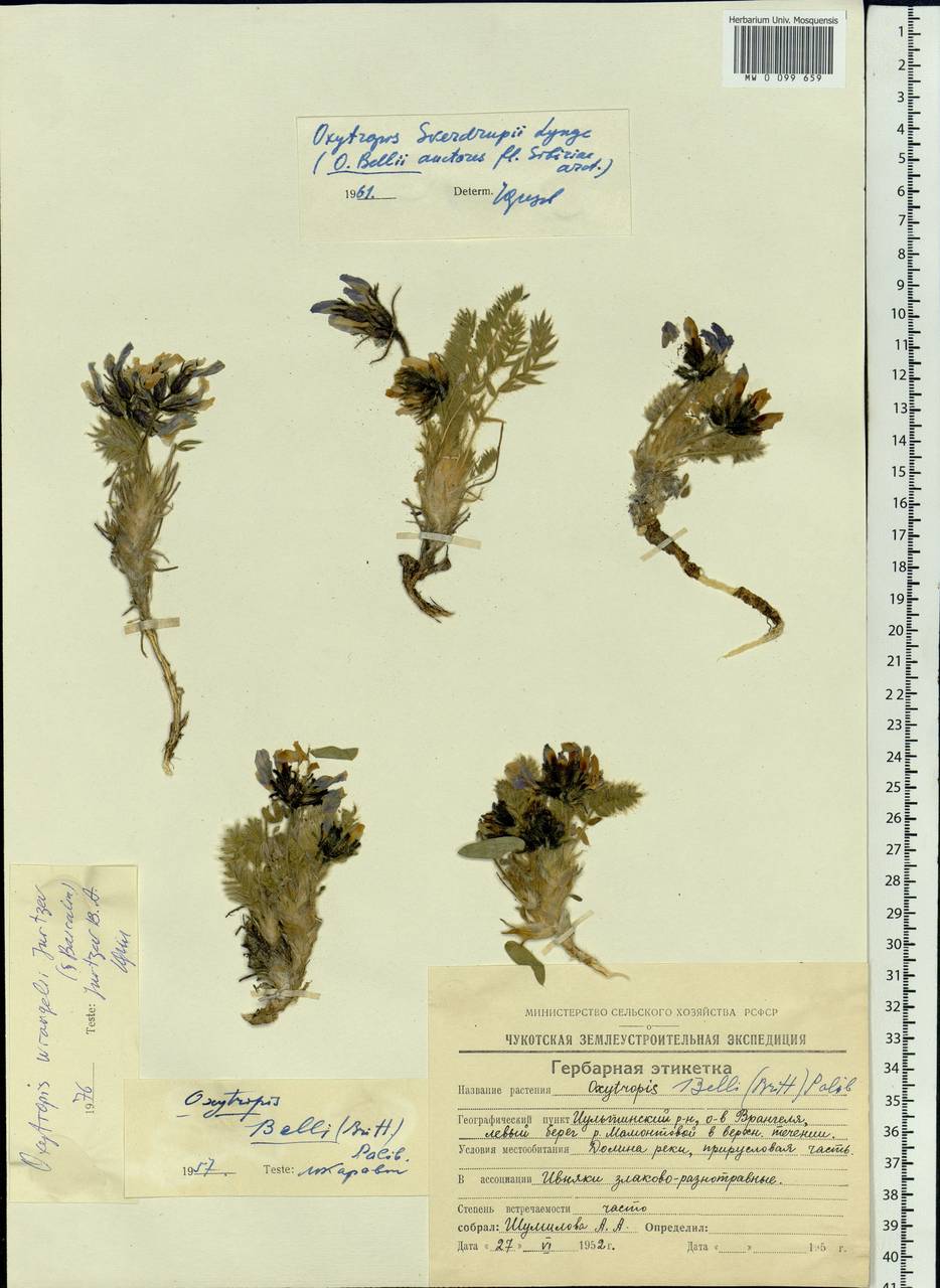Oxytropis wrangelii Jurtzev, Siberia, Chukotka & Kamchatka (S7) (Russia)