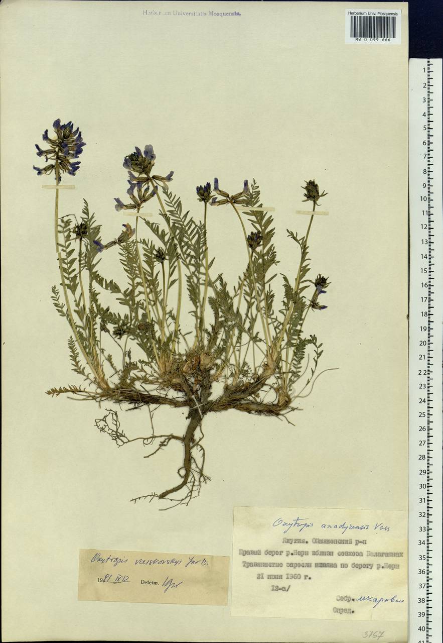 Oxytropis vasskovskyi Jurtzev, Siberia, Yakutia (S5) (Russia)