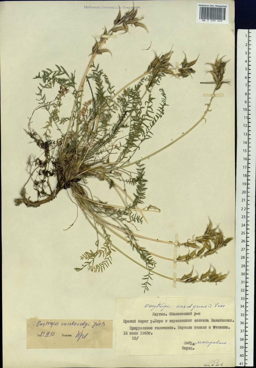 Oxytropis vasskovskyi Jurtzev, Siberia, Yakutia (S5) (Russia)