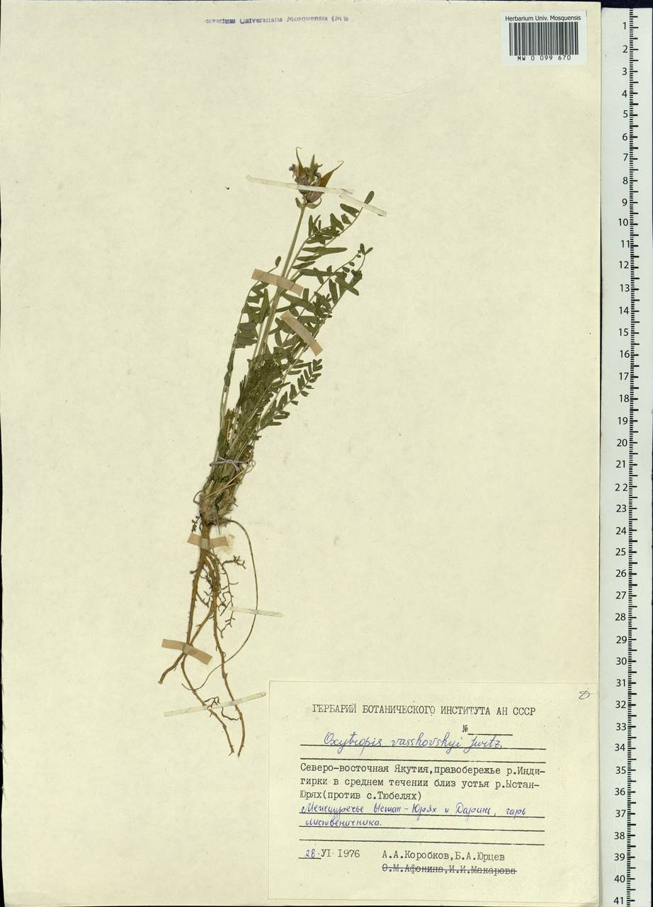 Oxytropis vasskovskyi Jurtzev, Siberia, Yakutia (S5) (Russia)