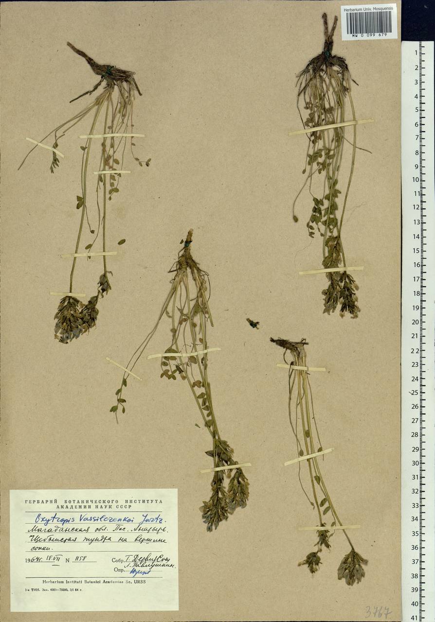 Oxytropis vassilczenkoi Jurtzev, Siberia, Chukotka & Kamchatka (S7) (Russia)