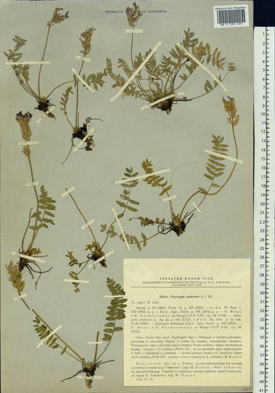 Oxytropis uralensis (L.)DC., Siberia, Baikal & Transbaikal region (S4) (Russia)