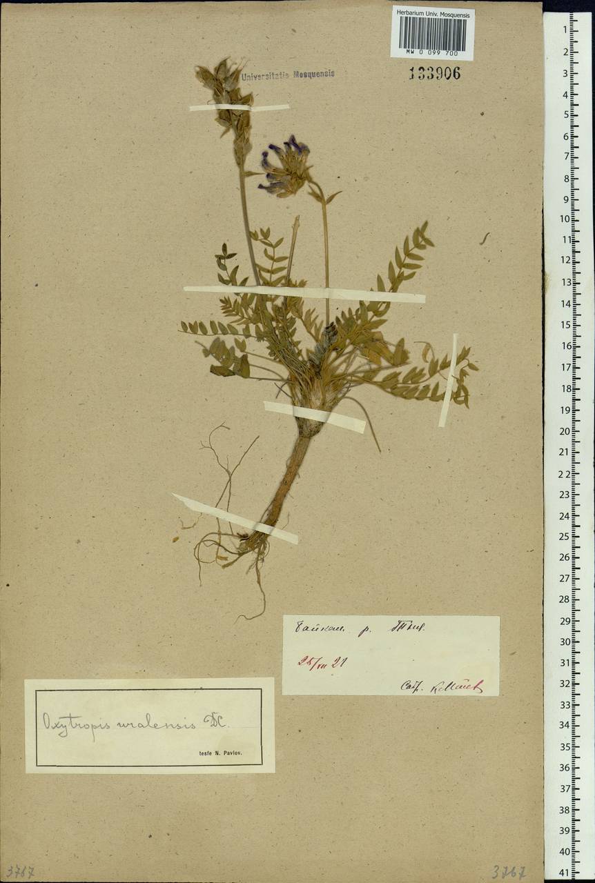 Oxytropis uralensis (L.)DC., Siberia, Baikal & Transbaikal region (S4) (Russia)