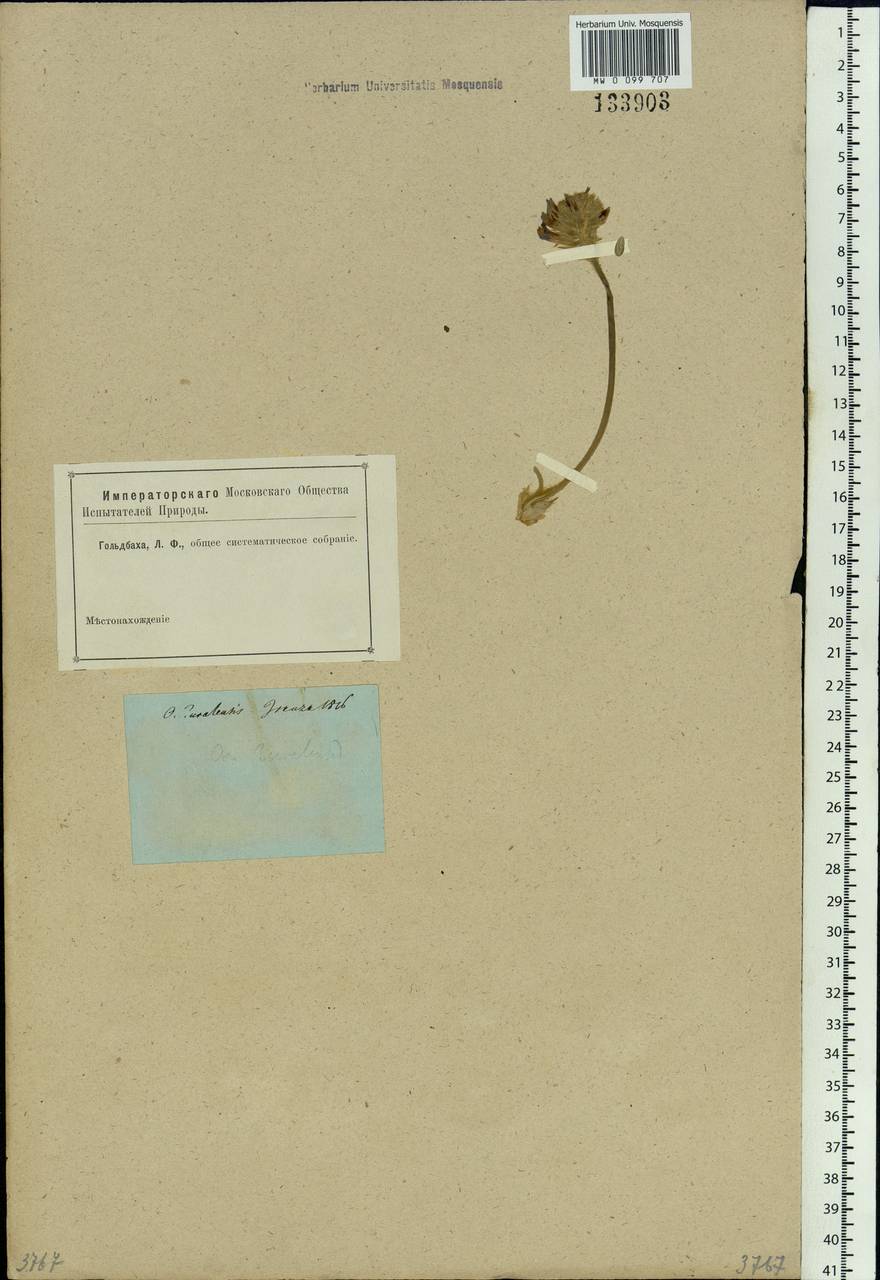 Oxytropis uralensis (L.) DC., Siberia, Baikal & Transbaikal region (S4) (Russia)