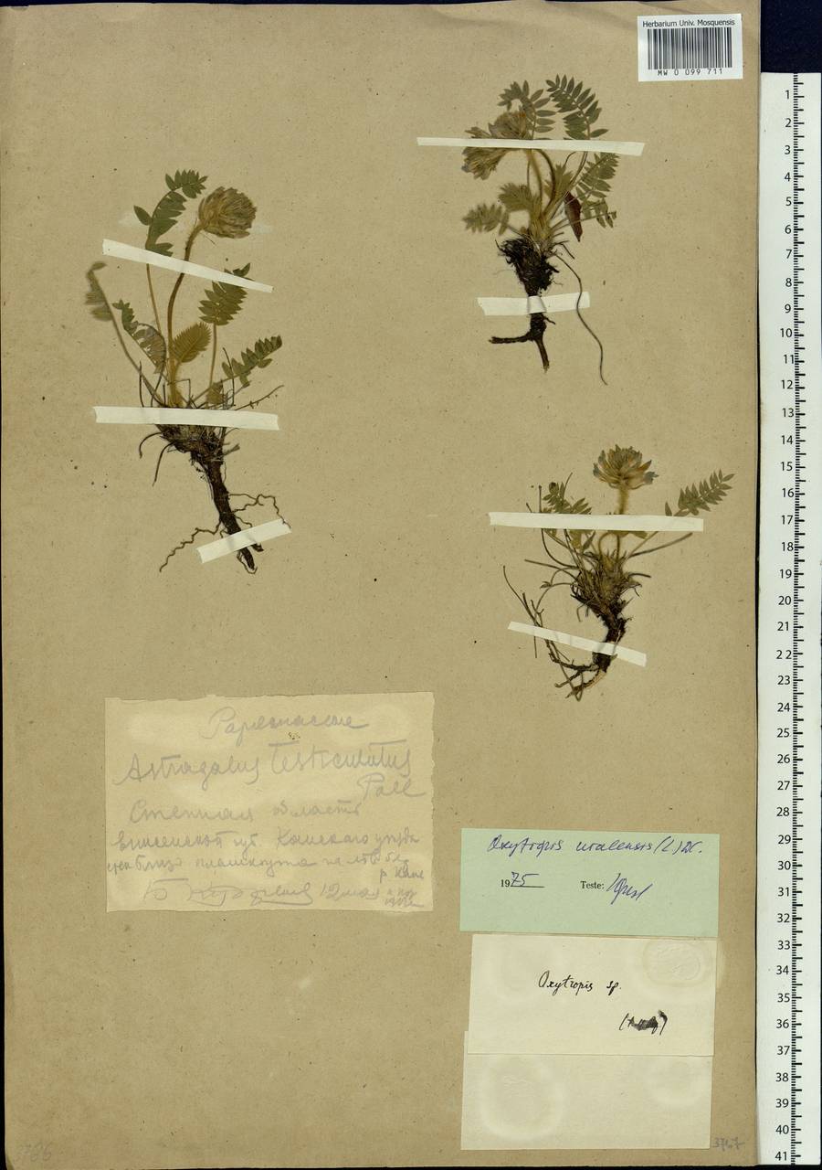 Oxytropis uralensis (L.)DC., Siberia, Central Siberia (S3) (Russia)