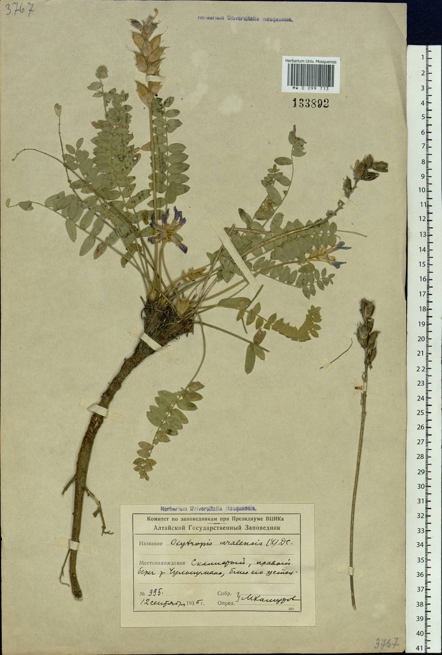 Oxytropis uralensis (L.)DC., Siberia, Altai & Sayany Mountains (S2) (Russia)