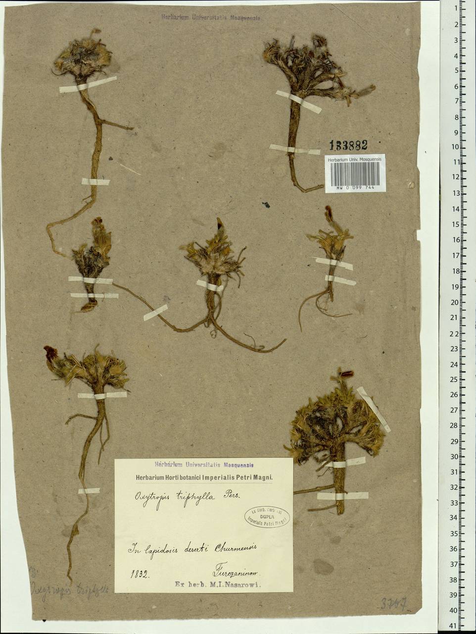 Oxytropis triphylla (Pall.)Pers., Siberia, Baikal & Transbaikal region (S4) (Russia)