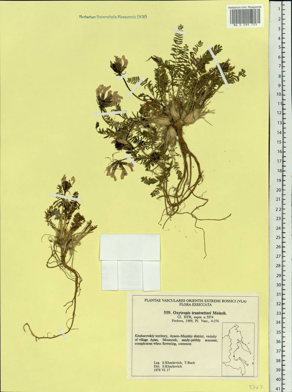 Oxytropis middendorffii subsp. trautvetteri (Meinsh.) Jurtzev, Siberia, Russian Far East (S6) (Russia)