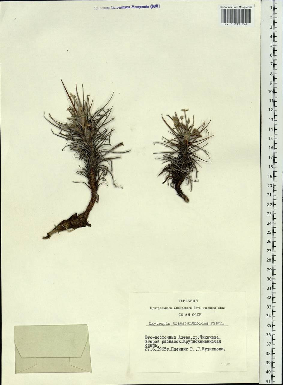 Oxytropis tragacanthoides Fisch. ex DC., Siberia, Altai & Sayany Mountains (S2) (Russia)