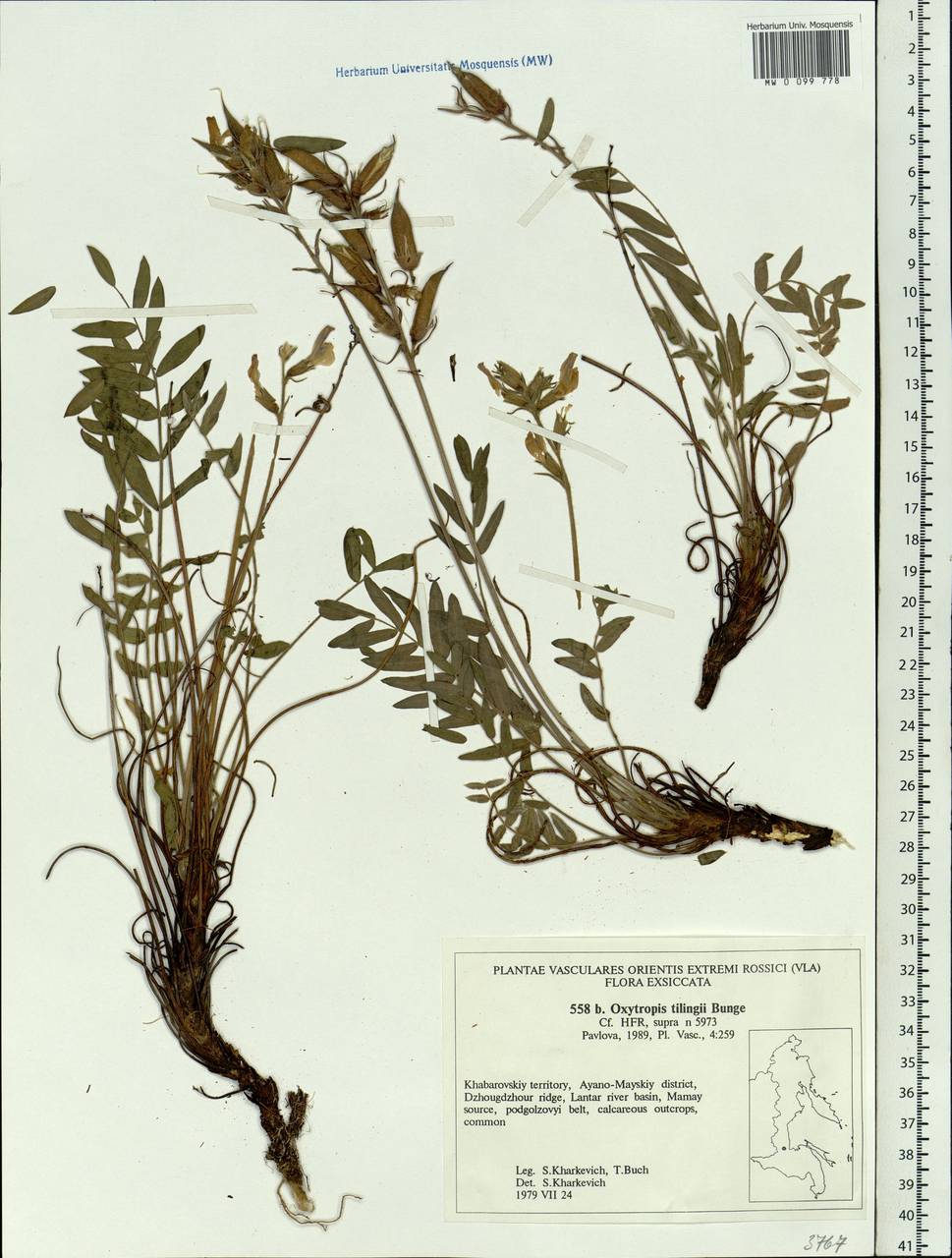 Oxytropis tilingii Bunge, Siberia, Russian Far East (S6) (Russia)