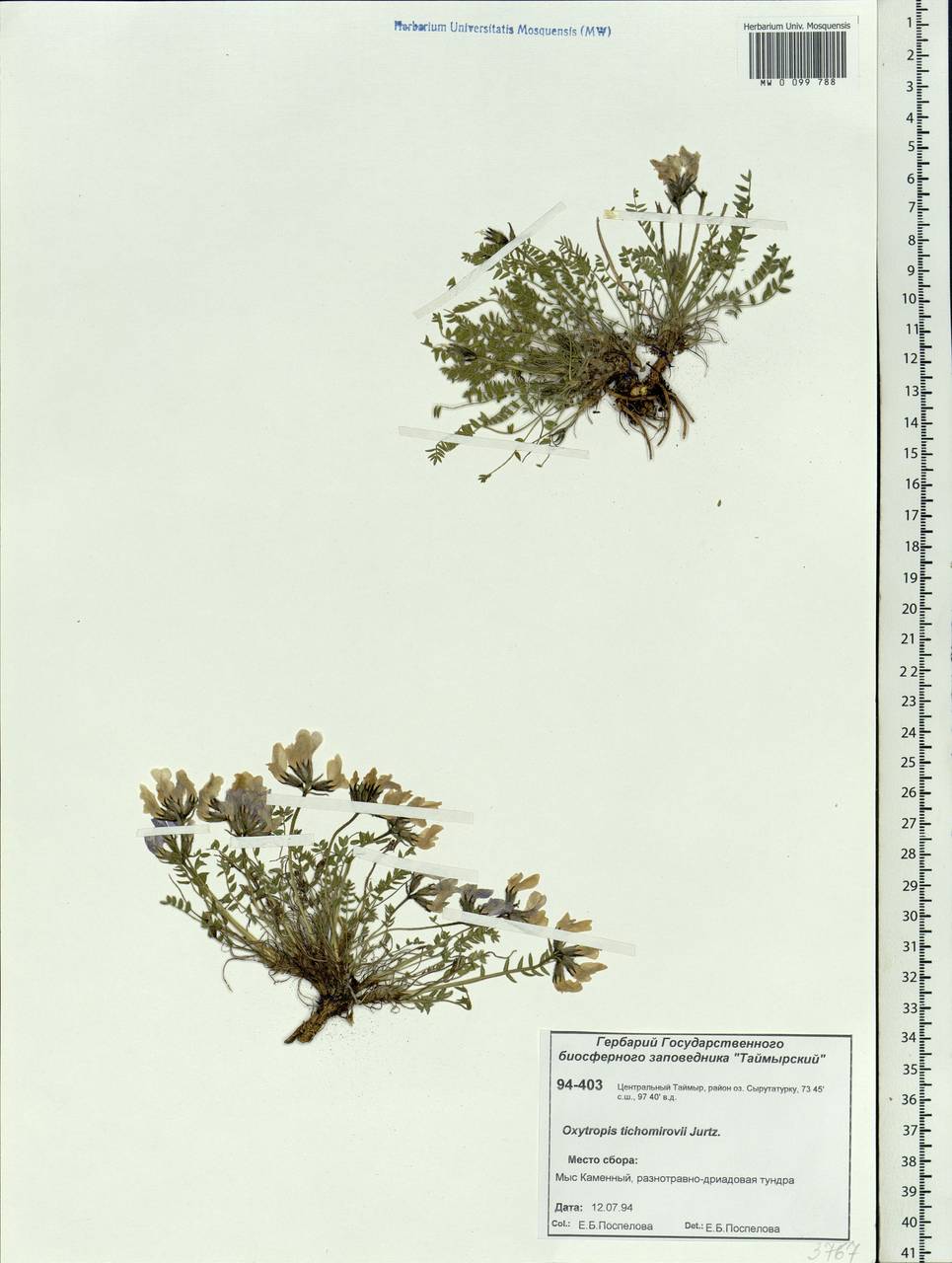 Oxytropis tichomirovii Jurtzev, Siberia, Central Siberia (S3) (Russia)