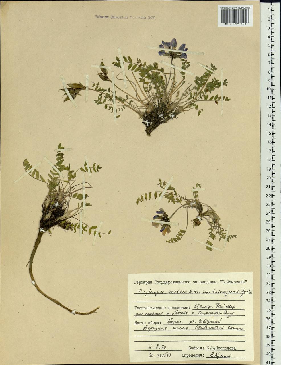 Oxytropis arctica subsp. taimyrensis Jurtzev, Siberia, Central Siberia (S3) (Russia)