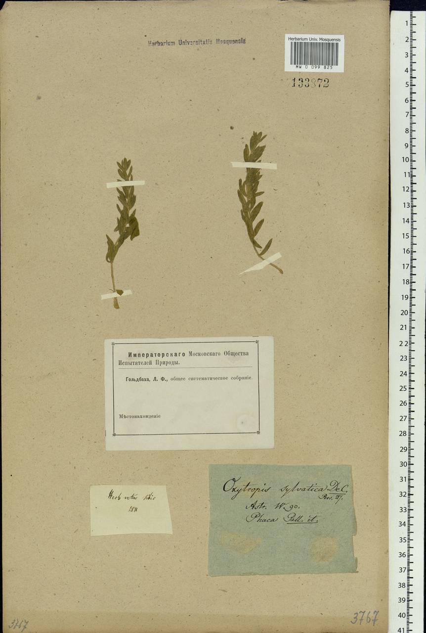Oxytropis sylvatica (Pall.)DC., Siberia (no precise locality) (S0) (Russia)