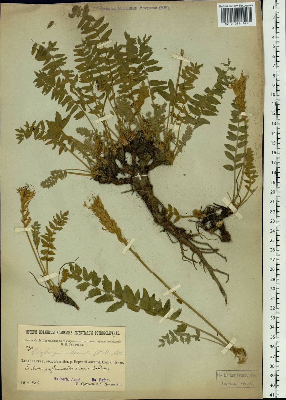 Oxytropis sylvatica (Pall.)DC., Siberia, Baikal & Transbaikal region (S4) (Russia)