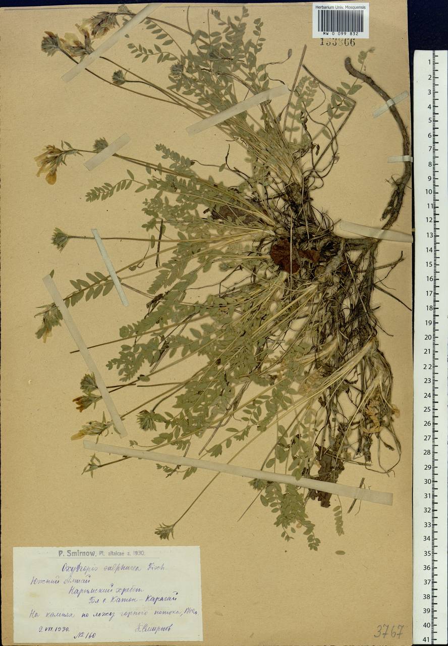 Oxytropis sulphurea (DC.)Ledeb., Siberia, Western (Kazakhstan) Altai Mountains (S2a) (Kazakhstan)