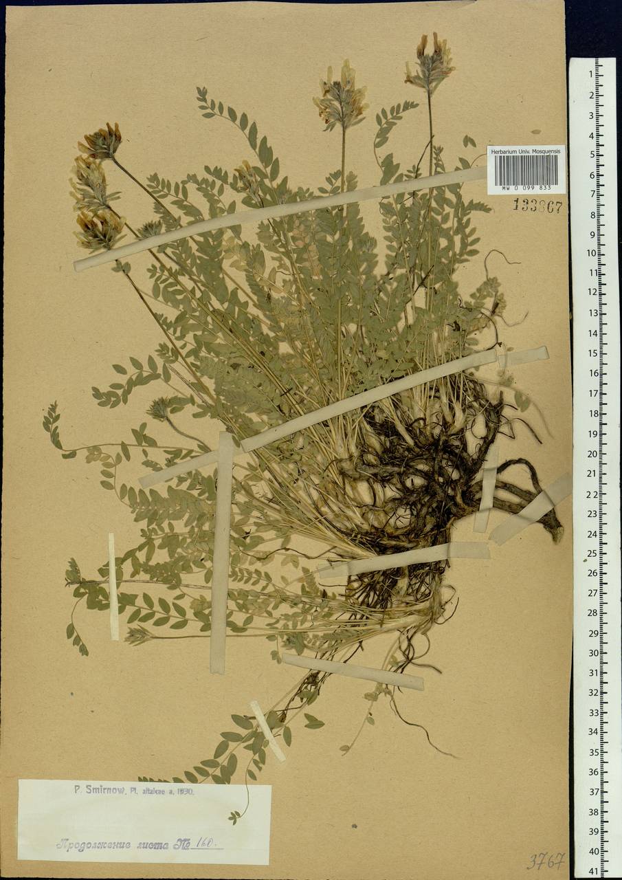 Oxytropis sulphurea (Fisch. ex DC.) Ledeb., Siberia, Western (Kazakhstan) Altai Mountains (S2a) (Kazakhstan)