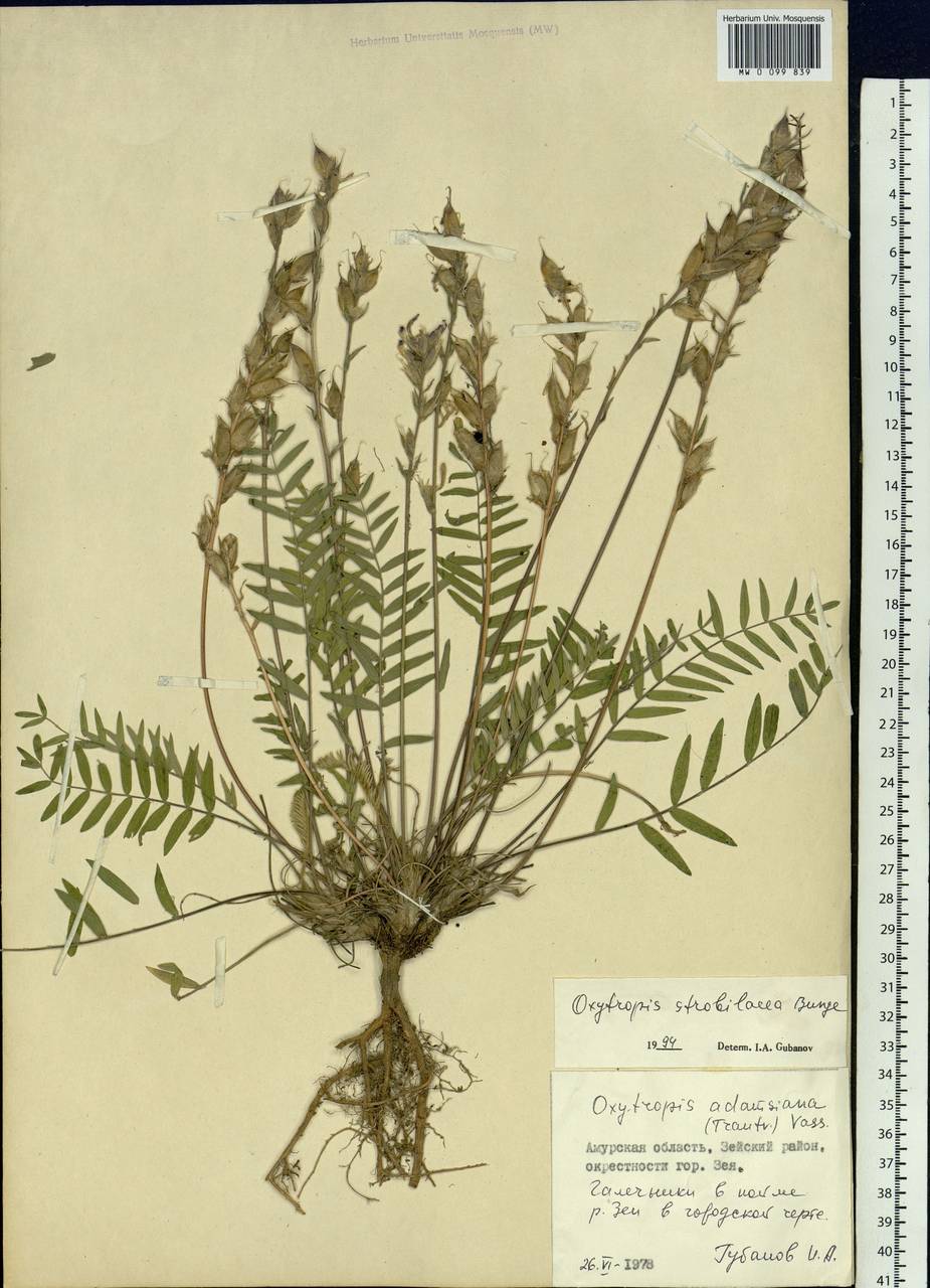 Oxytropis strobilacea Bunge, Siberia, Russian Far East (S6) (Russia)