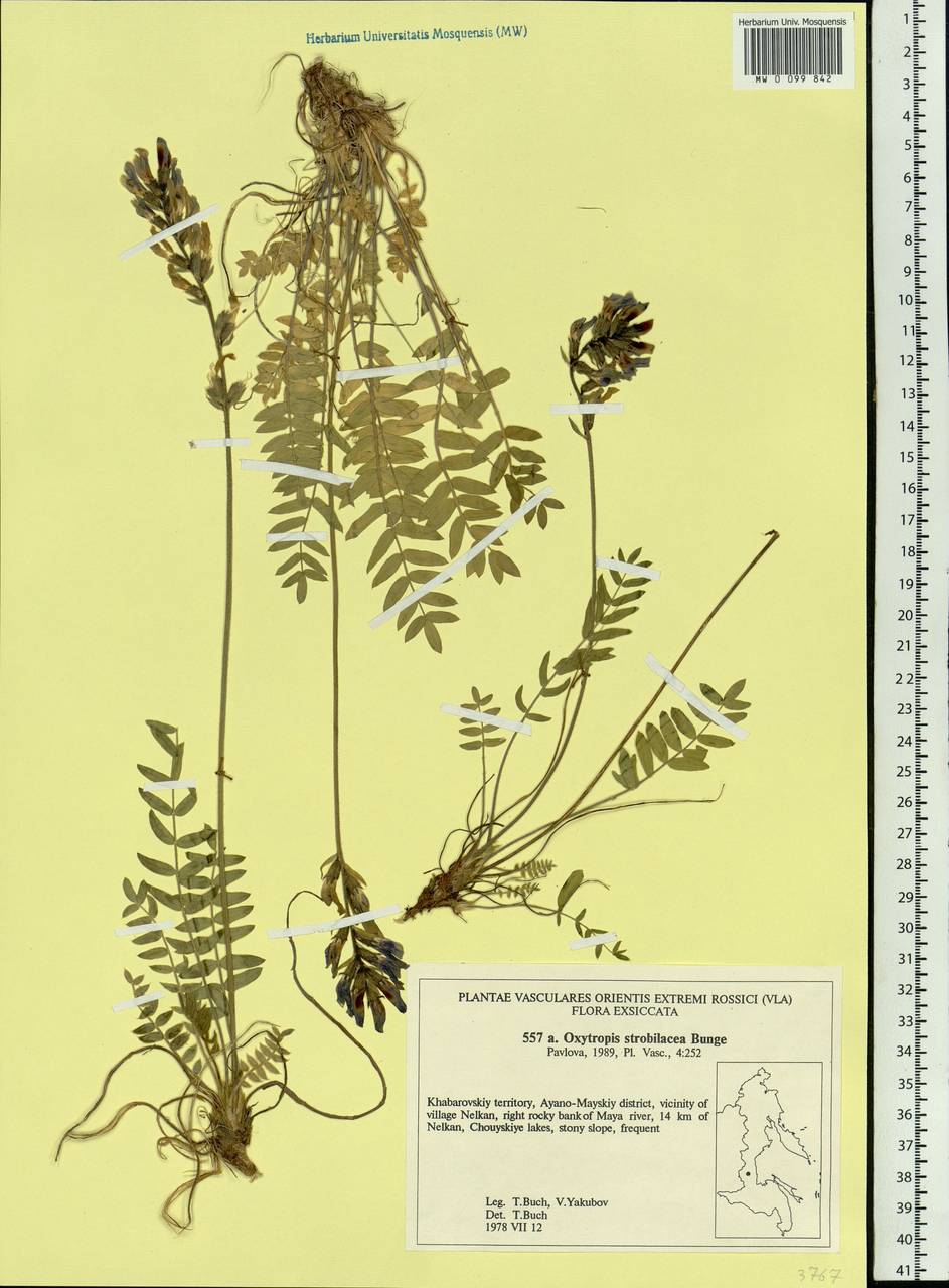 Oxytropis strobilacea Bunge, Siberia, Russian Far East (S6) (Russia)