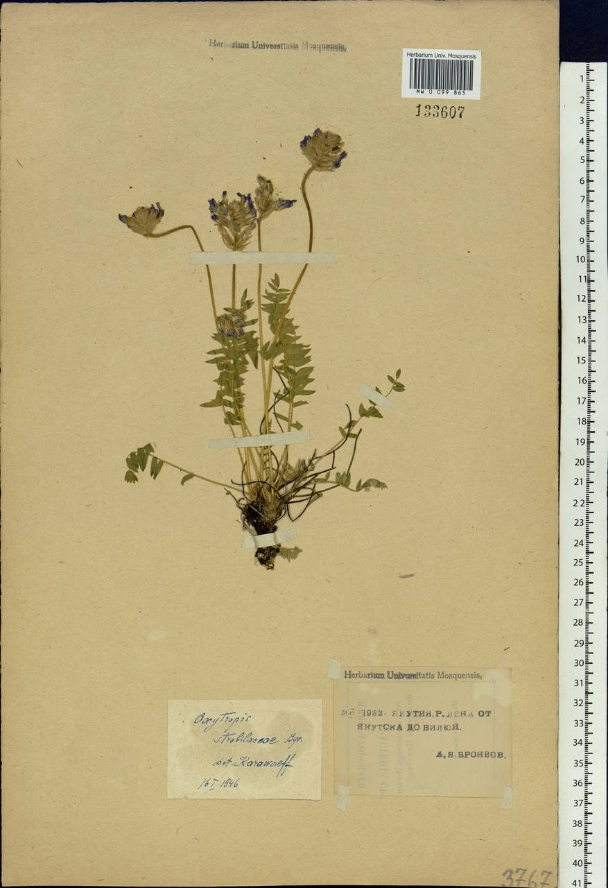 Oxytropis strobilacea Bunge, Siberia, Yakutia (S5) (Russia)