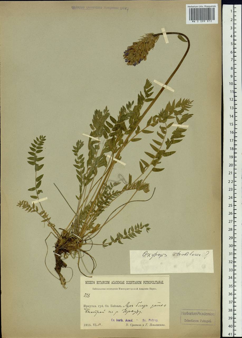 Oxytropis strobilacea Bunge, Siberia, Baikal & Transbaikal region (S4) (Russia)