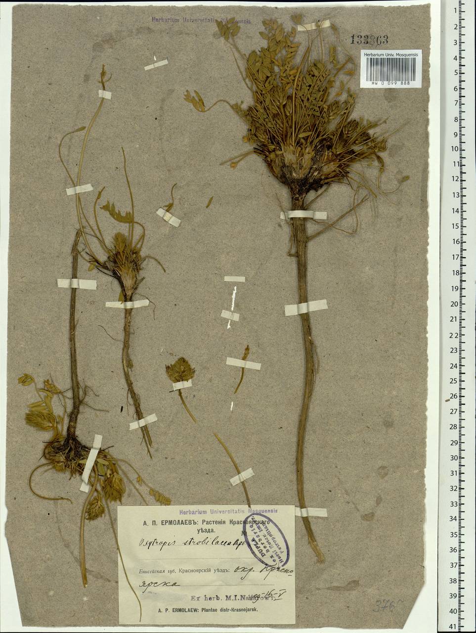 Oxytropis strobilacea Bunge, Siberia, Central Siberia (S3) (Russia)