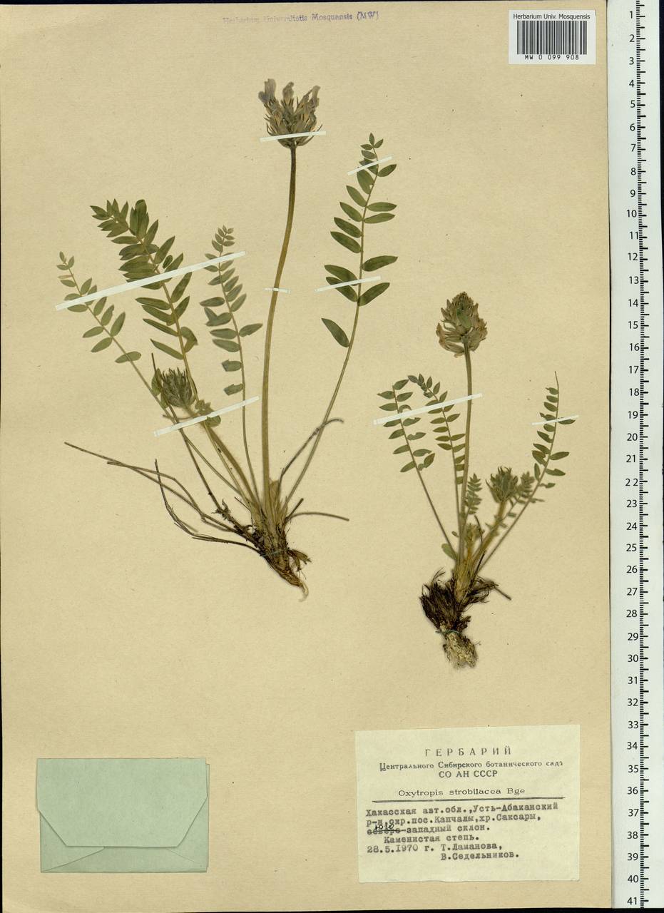 Oxytropis strobilacea Bunge, Siberia, Altai & Sayany Mountains (S2) (Russia)