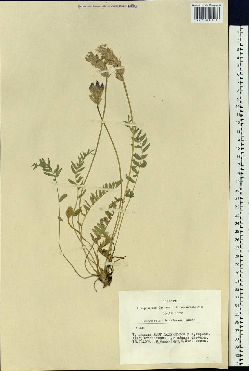 Oxytropis strobilacea Bunge, Siberia, Altai & Sayany Mountains (S2) (Russia)