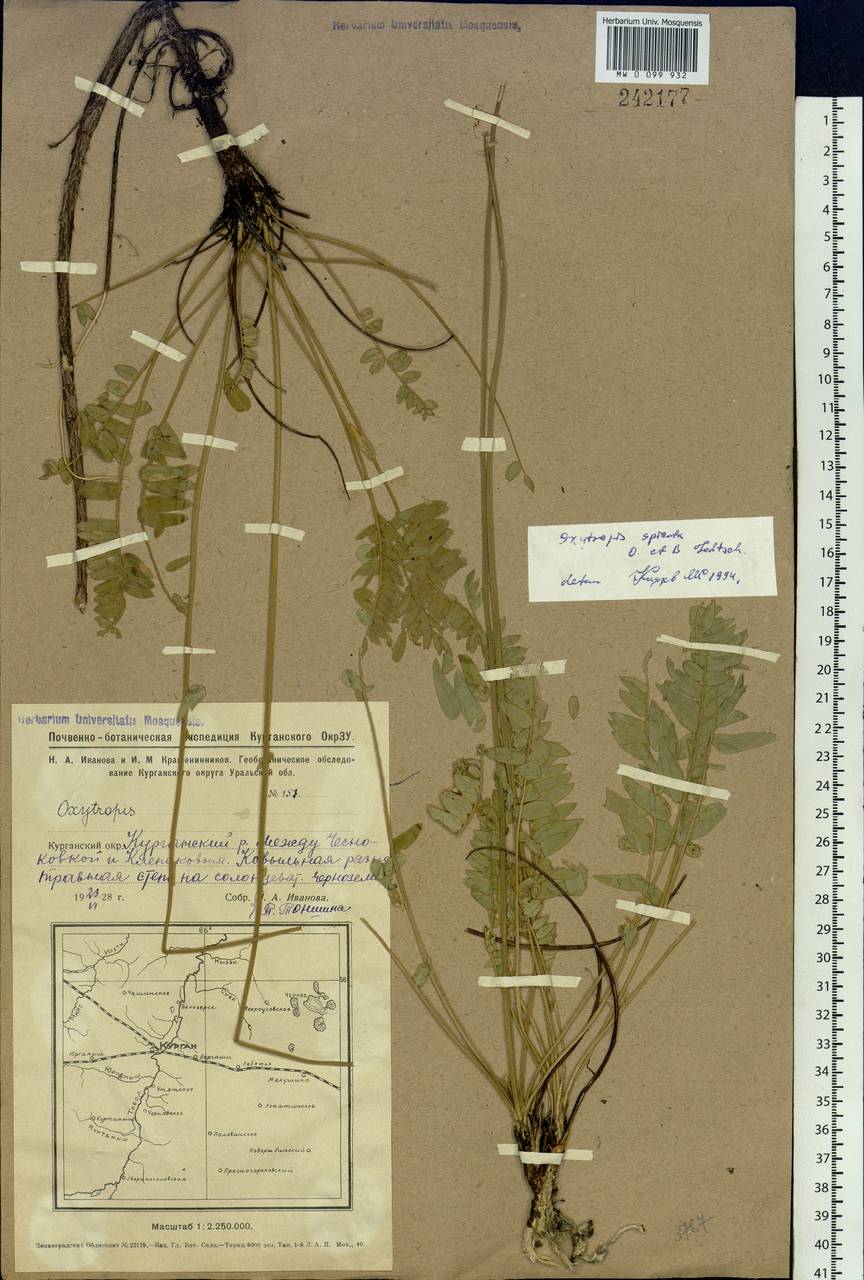 Oxytropis spicata (Pall.)O.Fedtsch. & B.Fedtsch., Siberia, Western Siberia (S1) (Russia)