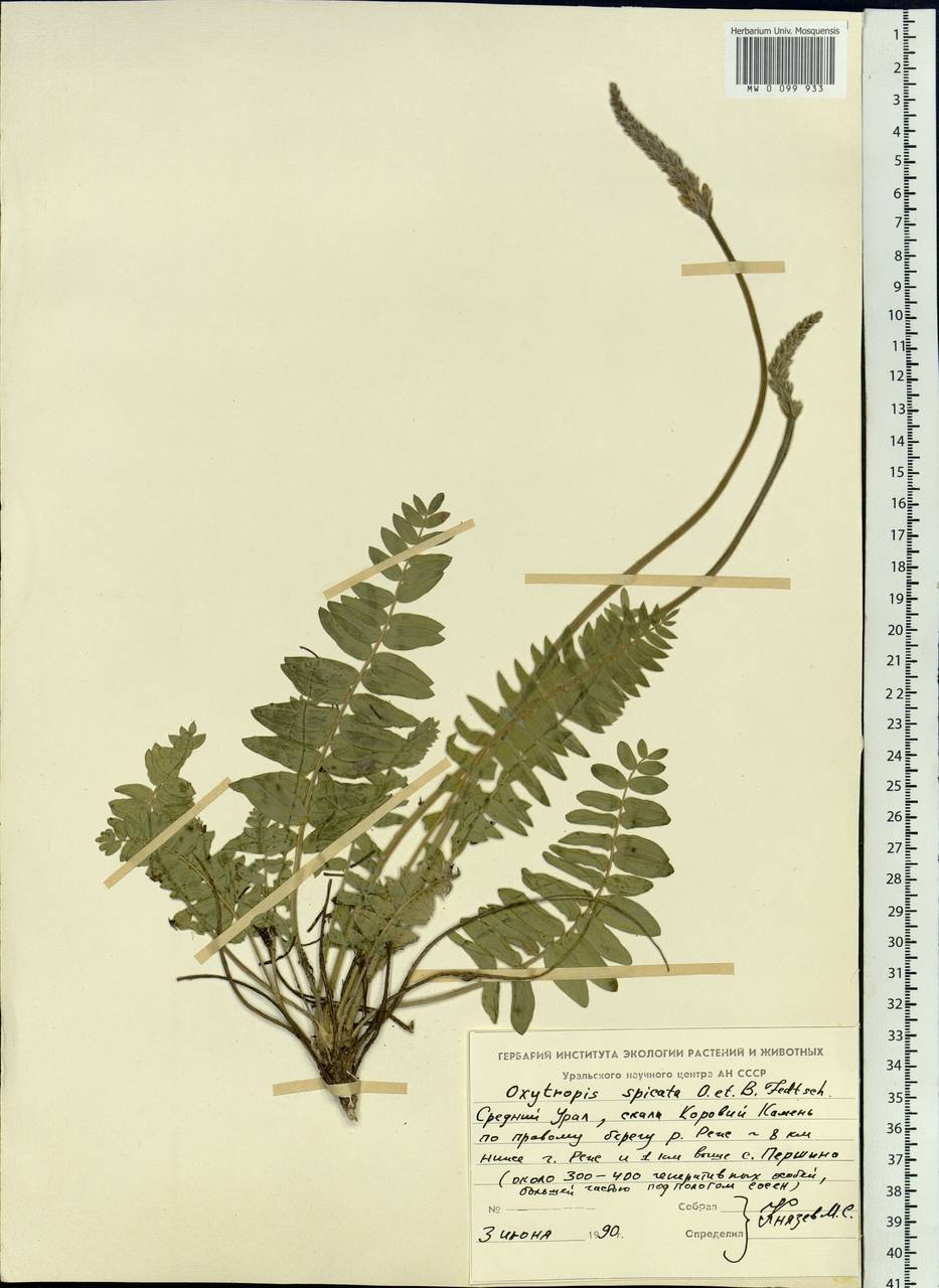Oxytropis spicata (Pall.)O.Fedtsch. & B.Fedtsch., Eastern Europe, Eastern region (E10) (Russia)
