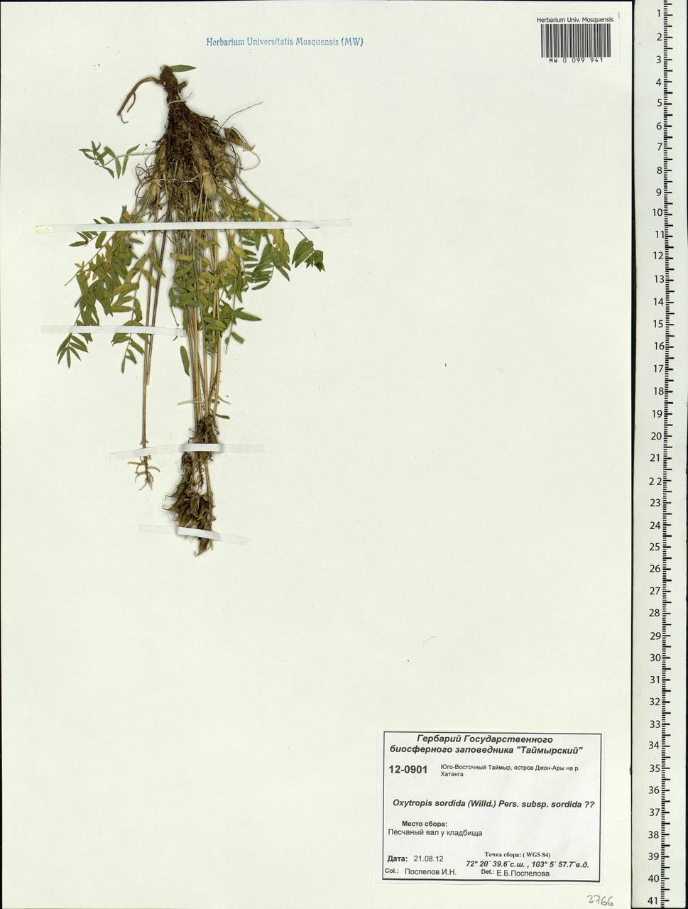 Oxytropis sordida (Willd.) Pers., Siberia, Central Siberia (S3) (Russia)